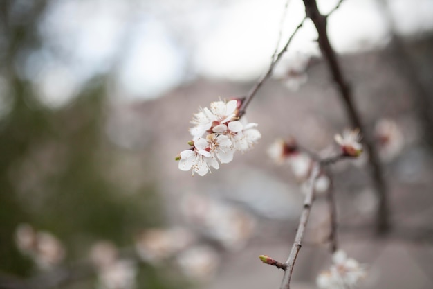 Photo gratuite plantes naturelles de végétation dans le parc