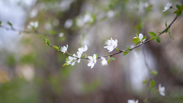 Photo gratuite plantes naturelles de végétation dans le parc