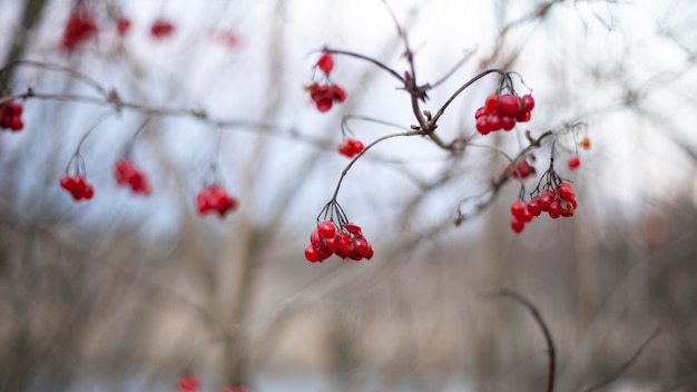 Plantes naturelles de végétation dans le parc