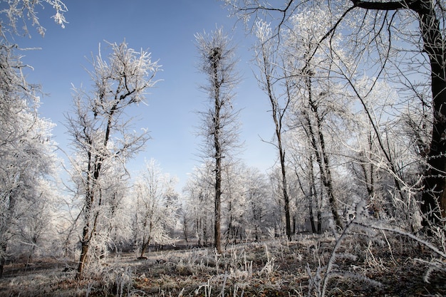 Plantes naturelles de végétation dans le parc