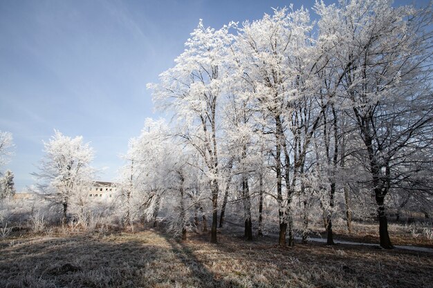 Plantes naturelles de végétation dans le parc