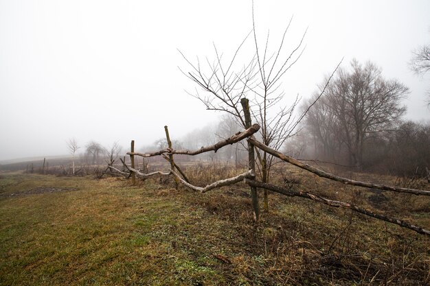 Plantes naturelles de végétation dans le parc