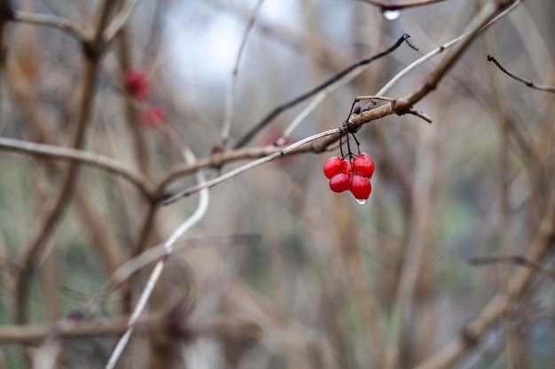 Plantes naturelles de végétation dans le parc