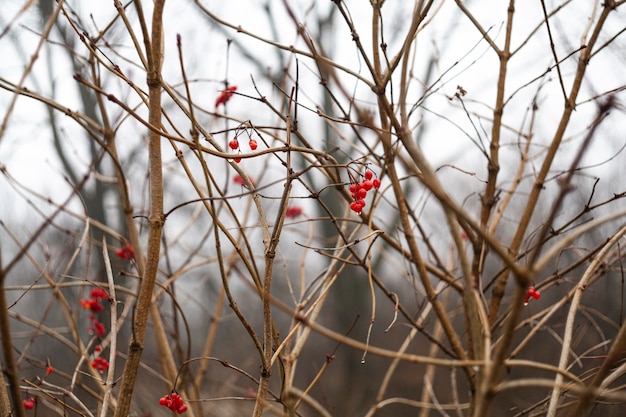 Plantes naturelles de végétation dans le parc