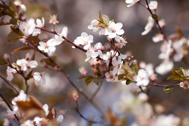 Plantes naturelles de végétation dans le parc