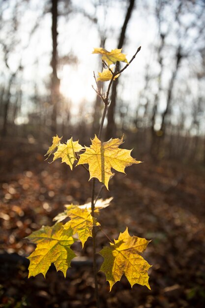 Plantes naturelles de végétation dans le parc