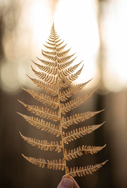 Plantes naturelles de végétation dans le parc