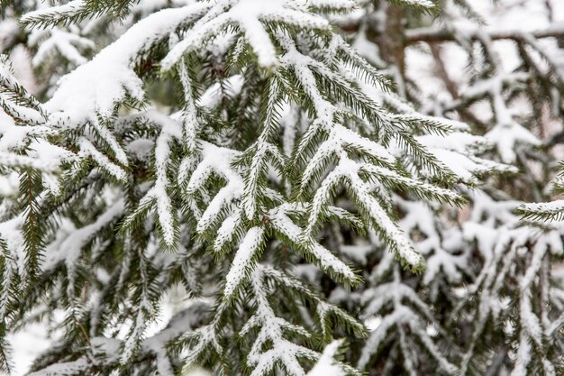 Plantes naturelles de végétation dans le parc