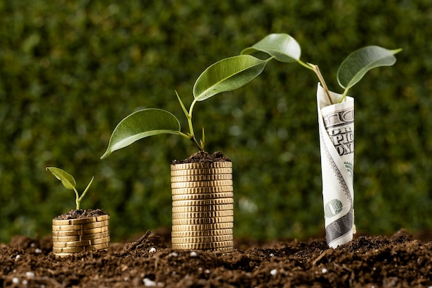 Plantes avec des pièces empilées sur la saleté et les billets