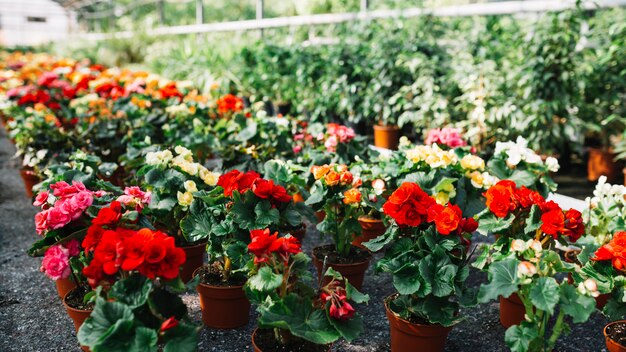 Plantes en pot avec de belles fleurs qui poussent en serre