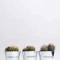 Photo gratuite plantes en pot de cactus sur fond en bois