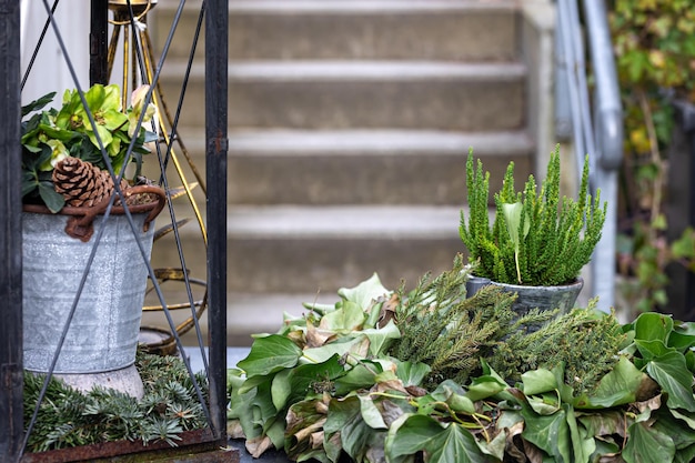 Plantes en pots sur un arrière-plan flou dans la cour arrière-plan flou