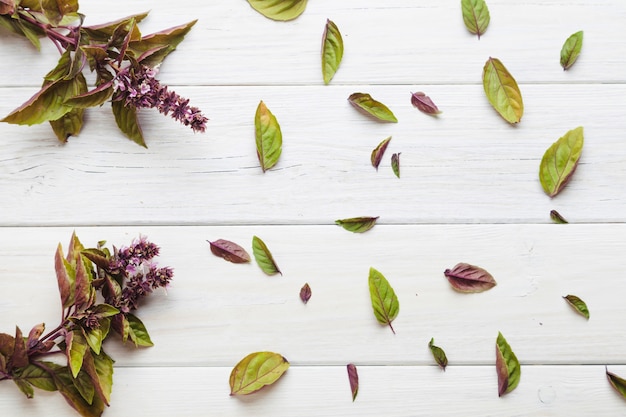 Photo gratuite plantes pourpres et vertes