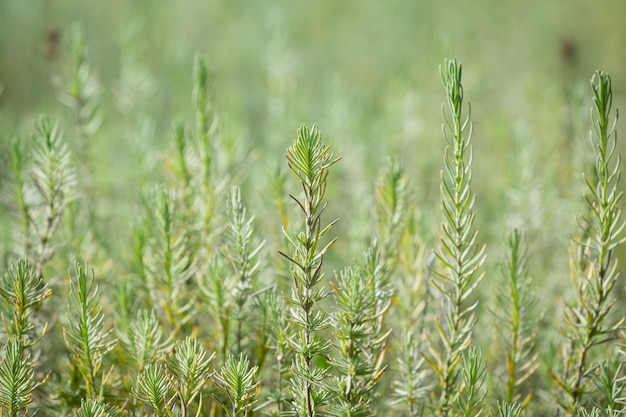 Plantes de romarin dans la nature