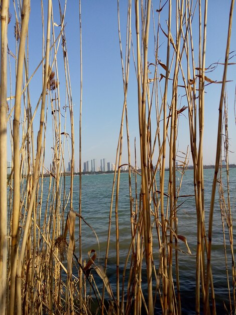 plantes sèches avec la ville dans la distance