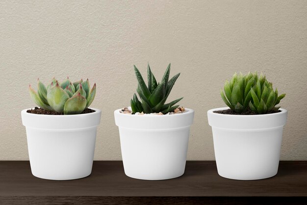 Plantes succulentes en pots blancs