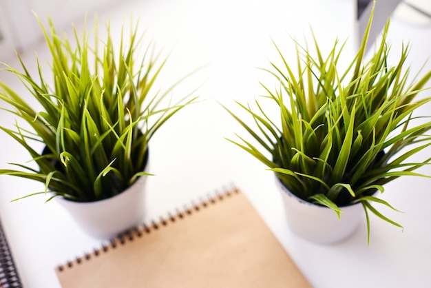 Les plantes vertes dans le bureau