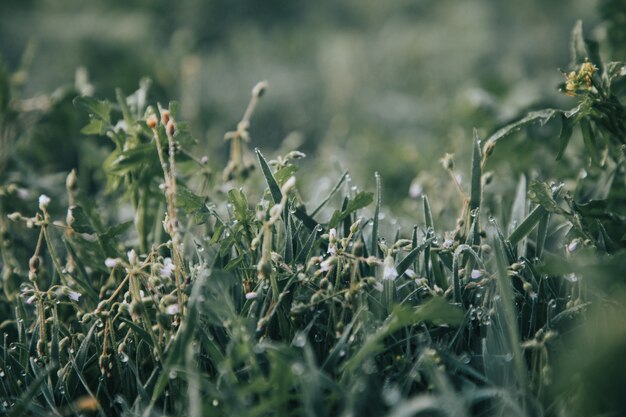 Plantes vertes dans un champ