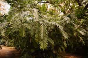 Photo gratuite plantes vertes en forêt