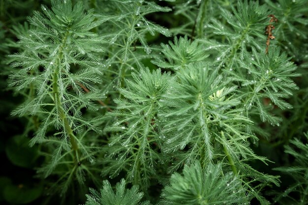 Plantes vertes avec des gouttes de pluie closeup