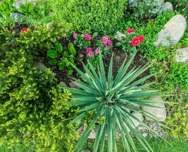 Photo gratuite les plantes vus d'en haut