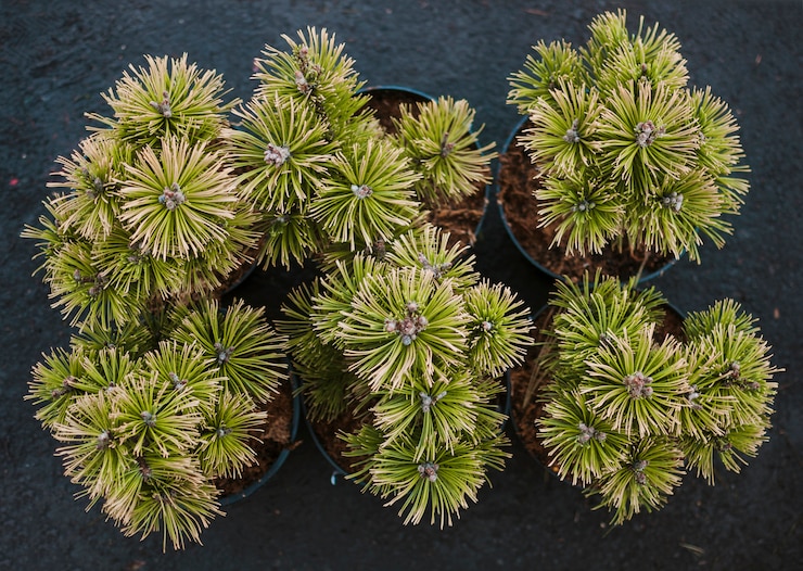 Photo gratuit plantes