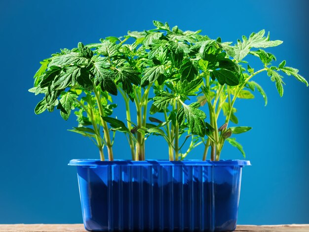 Les plants de tomates dans un pot en plein soleil isolé