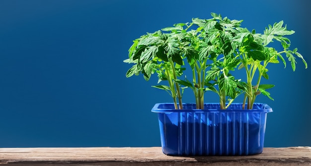 Les plants de tomates dans un pot