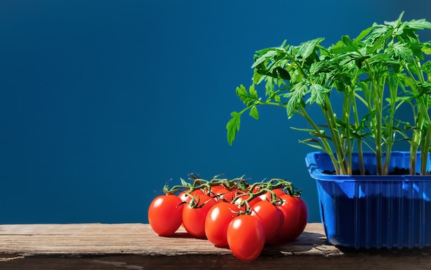 Les plants de tomates en pot et tomates mûres