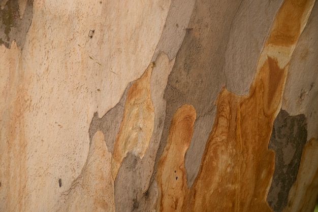 Platanus ou texture d&#39;écorce d&#39;arbre plat, motif de camouflage