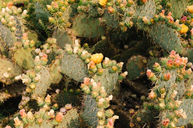 Plein cadre d&#39;un cactus épineux