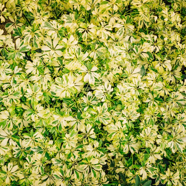 Plein cadre de feuilles colorées pour le fond