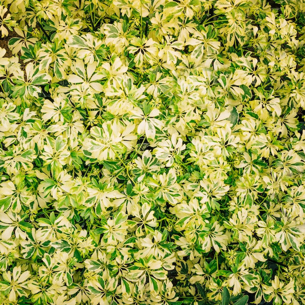 Plein cadre de feuilles colorées pour le fond