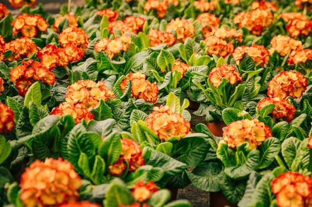 Plein cadre de fleurs rouges et orange à feuilles vertes