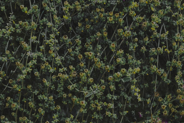 Plein cadre de liane avec des fleurs jaunes en fleurs