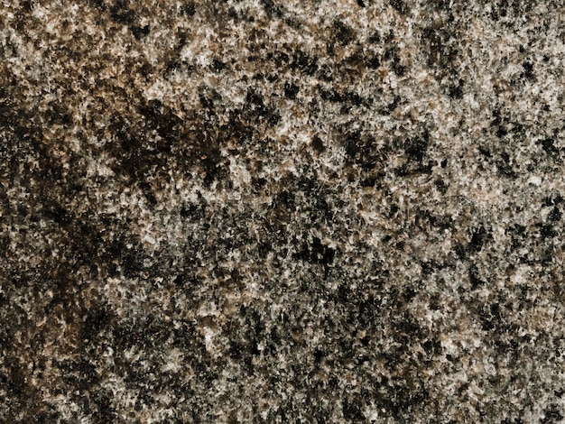Plein cadre de mousse poussant sur un rocher