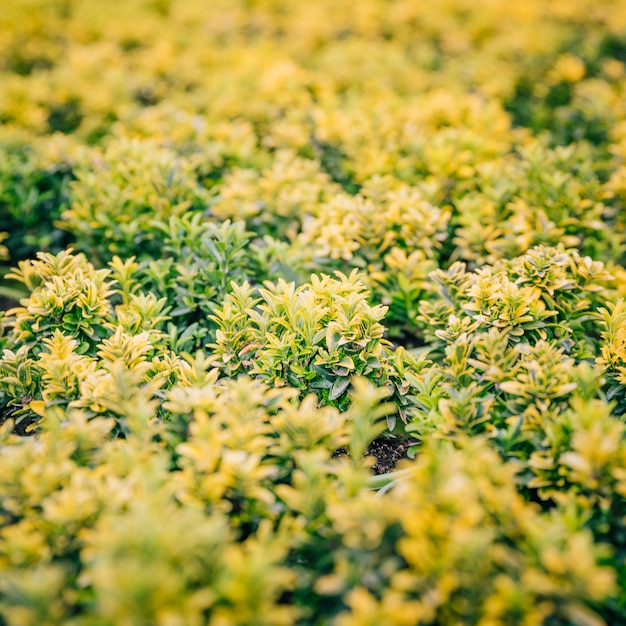 Photo gratuite plein cadre de petite plante de feuilles vertes et jaunes