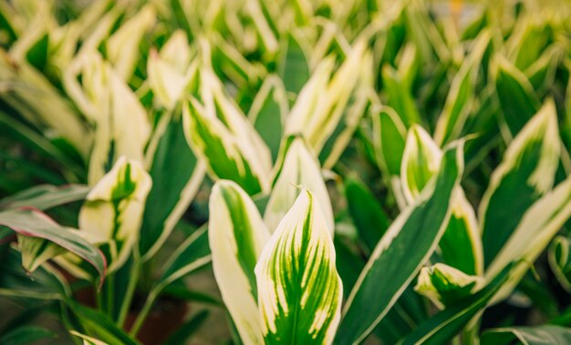 Plein cadre de plante aux feuilles blanches et vertes