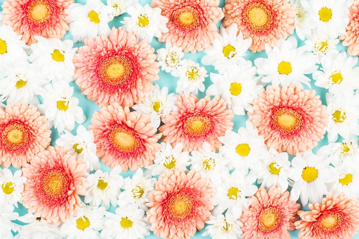 Photo gratuit plein cadre de toile de fond de fleurs blanches et roses