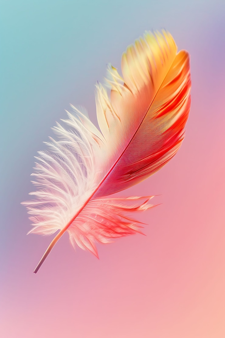 Photo gratuit plume isolée dans le studio