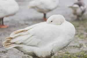 Photo gratuite plumes blanches de nettoyage de canard