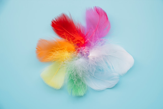 Plumes multicolores en cercle