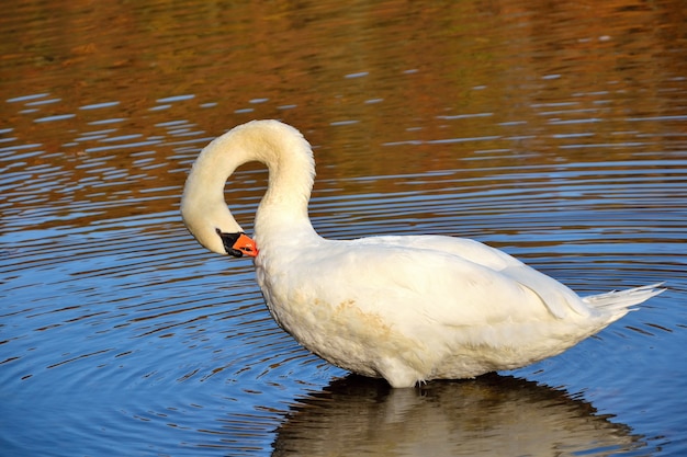 &quot;Plumes de nettoyage du cygne&quot;