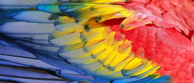Plumes de perroquet, texture exotique rouge, jaune et bleue
