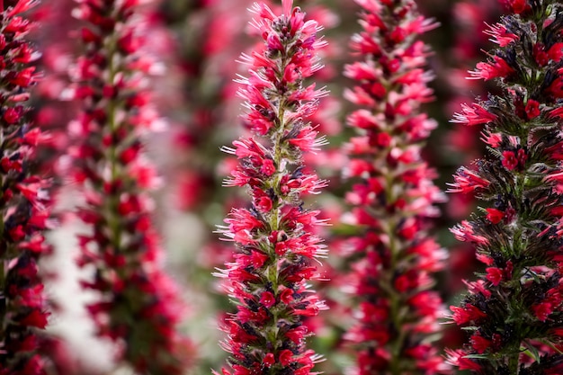 Images Echium | Vecteurs, photos et PSD gratuits