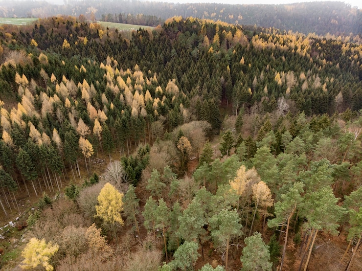 Photo gratuit plusieurs arbres aux nuances multiples poussant sur une montagne