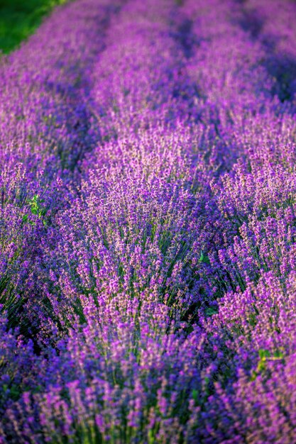 Plusieurs buissons de lavande avec des fleurs violettes grandissant sur un champ en Moldavie