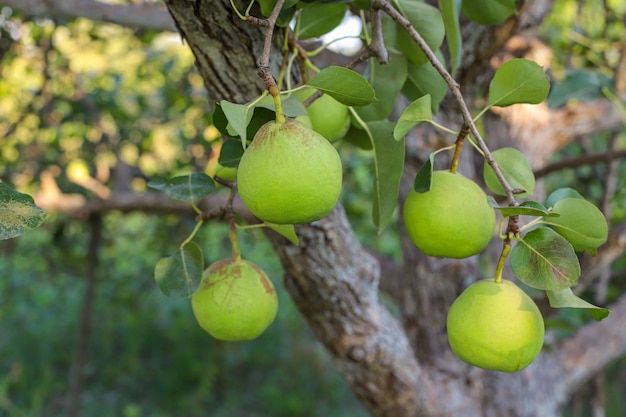 Poires vertes sur branche, poirier avec poires juteuses crues