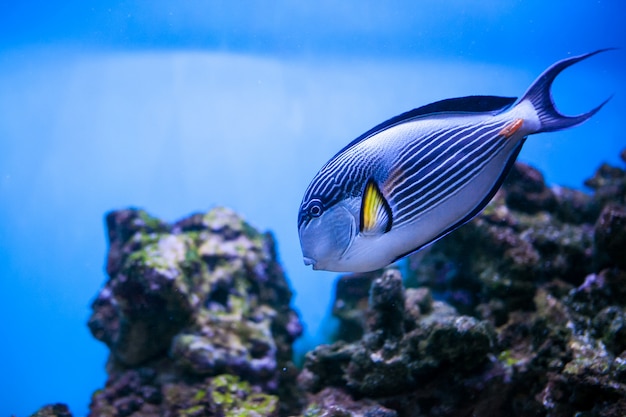 Poisson d&#39;aquarium de mer sous-marin tropical