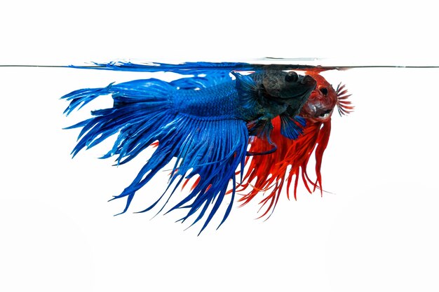 Poisson betta bleu et rouge, poisson de combat isolé sur fond blanc